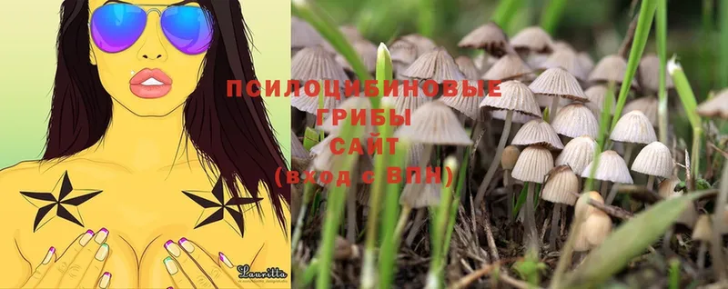 Псилоцибиновые грибы Psilocybe  Каспийск 